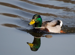 Mallard