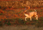 Fallow Deer