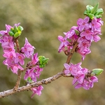 Mezereon (Daphne mezereon)