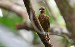 Brown-eared woodpecker