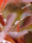 Berberis After Rain (1)