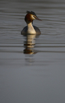 GREAT CRESTED GREBE ref Grebe 6