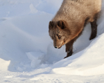 Arctic Fox coming down slope, Svalbard, Norway