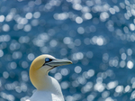 Into the world of Gannets, Ireland.