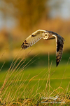 short eared owl 270112  3