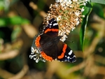 Red Admiral