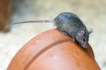 House Mouse