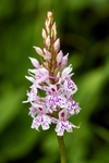 Common Spotted Orchid