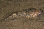 Callionymus reticulatus