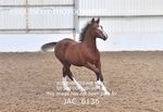 JAC_6136