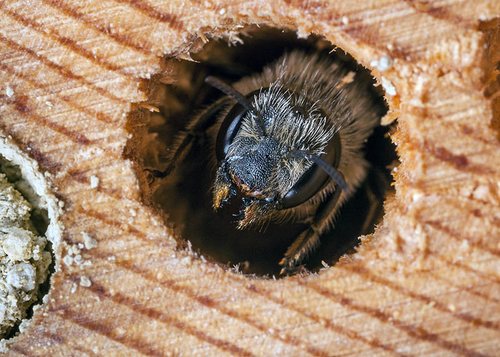 [i]Osmia leaiana[/i] female looking out of her nest burrow in my "Bee Hotel". Warwickshire, August 2012.