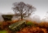 Brimham Tree and Anvil