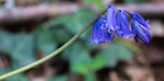 Bluebell