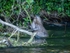 Eurasian Beaver