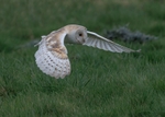 Barn Owl