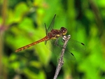 Common Darter