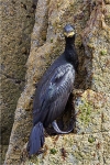 Shag on the Rocks