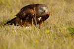 RED KITE