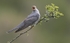 Male Cuckoo