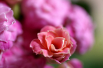 Flowers Set 13 - 23