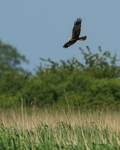 Marsh Harrier flying over reeds, Otmoor RSPB
