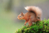 Red Squirrel on a mossy perch in heavy rain, Dumfries, Scotland