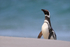 Magellanic Penguin, Leopard Beach, Carcass Island, Falklands