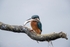 Kingfisher Alcedo Atthis051