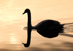 Mute Swan