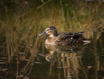 Mallard