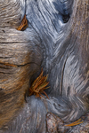Eastern Sierras-05