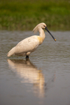 Spoonbill