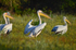 White Pelicans
