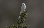 Cuckoos, Shrikes & Waxwings portfolio