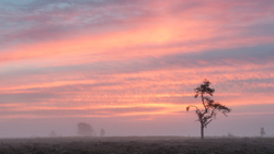 Dawn Survivor - New Forest