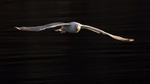 Herring Gull following boat, backlit, Flatanger, Norway