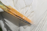 Great Egret bill close view, Gatorland, Florida
