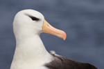 Black-browed Albatross, West Point Island, Falklands