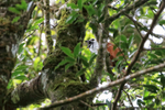 Three-wattled Bellbird...