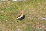 Northern Wheatear