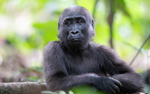 Baby gorilla three years old