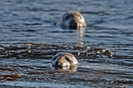Atlantic Grey Seal