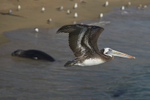Wildlife of Chile portfolio