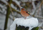 Chaffinch