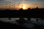 Geese at Dusk