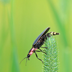 Pyractomena borealis Firefly