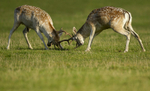 FALLOW DEER RUTTING ref fdr 19