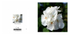 006 White Geranium