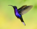 Violet Sabrewing (male) hovering, La Paz Gardens, Costa Rica