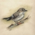 Flycatcher